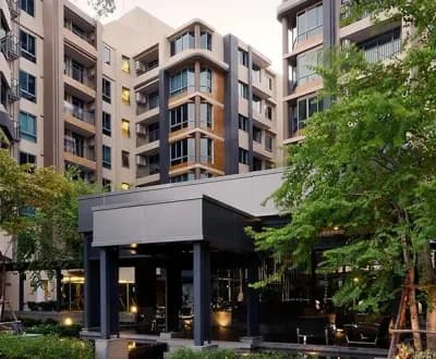 Siamese Nang Linchee